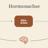 Was ist Preconceptional Wellness und warum eine Vorbereitung auf die Schwangerschaft gerade heute so wichtig ist Auswirkung von Stress auf die Hormonachse und den Eisprung